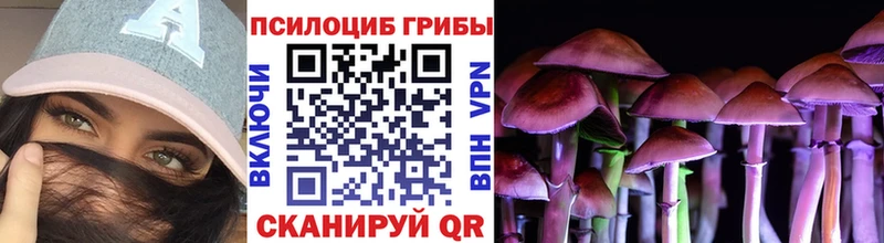 Купить где  Советский  Галлюциногенные грибы Psilocybe 